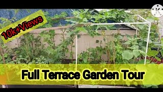 Full Terrace Garden TourAugust month garden view OrganicVeggies [upl. by Leatri632]