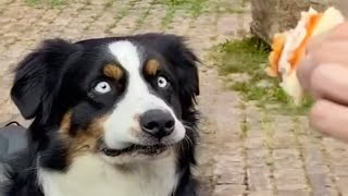 DOGS Will Break Your Heart 😹 FUNNY Dog videos of 2024 [upl. by Akehsyt]