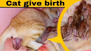 Cat giving birth 4 kittens ll Pregnant cat ll TheCatlife [upl. by Arand]