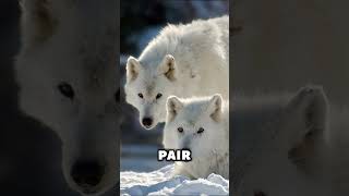 The Arctic Wolf  Adaptation Exemplified [upl. by Alithia]