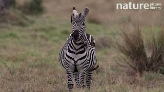 Zebra standing in grassland as Yellowbilled oxpeckers peck insects off its side and face Kenya [upl. by Nolitta389]