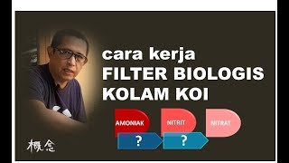 CARA KERJA FILTER BIOLOGIS KOLAM KOI Nitrifikasi  Tutorial Kolam Koi 7 [upl. by Zanze]