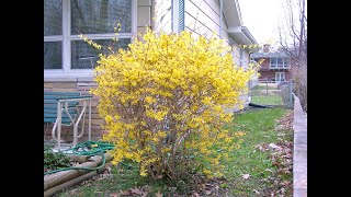 Forsythia suspensa  Forsythia [upl. by Assenab]