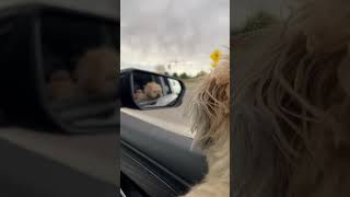 Double Dog Ride featuring Wrigley the Samoyed Puppy and Chewie the Havanese Dog [upl. by Saiff997]