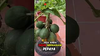 Unbelievable How To Grow Papaya Plants at Home Easily🌟🍐 Part 01 🌍 shorts short unique [upl. by Kwon]