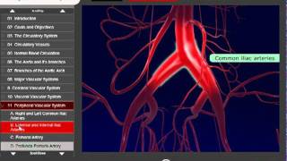 Vascular Animation  Medtrainer Anatomy Training [upl. by Yleik]