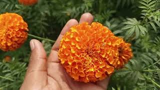 How to get more marigolds marigolds UttamChaudhary³ [upl. by Nwahsear]