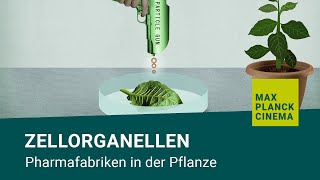 Zellorganellen  Pharmafabriken in der Pflanze [upl. by Ursulina]