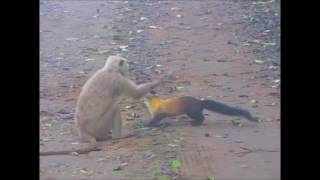 Yellowthroated martens launch a ferocious attack on a langur [upl. by Chung]