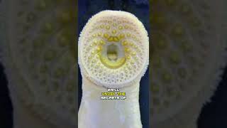 Secrets of the Lamprey Circulatory System [upl. by Fancy]