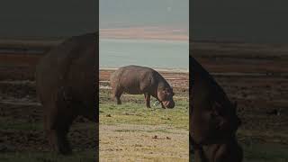 Hippos At Ngorongoro Crater [upl. by Stephanus]