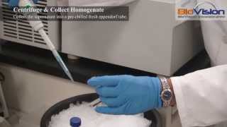 Tissue Homogenization Video  Biovision Inc [upl. by Fuller]