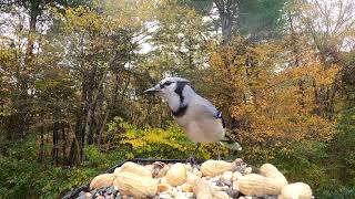 Redbellied Woodpeckers and Blue Jays [upl. by Burnsed135]