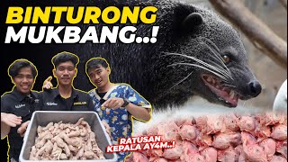 MENDEKATI KELAHIRANNYA BINTURONG GW JADI RAKUS RATUSAN KEP4LA AYYAM DI LAHAP [upl. by Naihr]