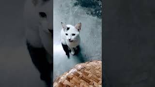 Lokhi ko ghor le aye cat cute love [upl. by Doug]