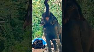 🙏🐘❤️ Parvati Elephant 18 years old destinationbharat shorts [upl. by Schott462]