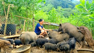 The mother wild boar begins to breed the piglets grow very quickly and work in the garden [upl. by Ronel]