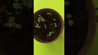 Growing kiwi plant from seed grow indoors tropicalgrowingytshorts telugushortsteluguvlogs [upl. by Dahcir162]