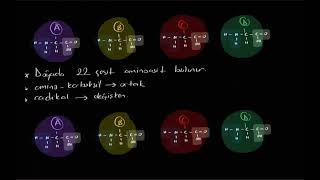 Proteinler aminoasit dipeptit tripeptit polipeptit amino karboksil radikal [upl. by Jorin]