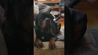 Couch potato  Rottweiler Couchpotato rottweilerlife funny rottweilerdog [upl. by Alyakcm]