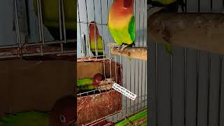 parrot birds mitthu cute pets parrottalking fantasticparrot bhukh shorts ranchosona yt [upl. by Eelyek]