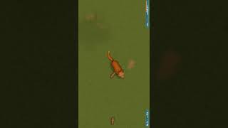 Tasty Planet Forever  AUSTRALIAN DINGO  Level 6 shorts tastyplanetforever games walkthrough [upl. by Adym443]