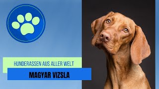 Magyar Vizsla [upl. by Aivatco406]