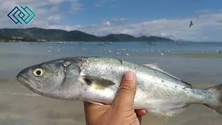 Anchova assada ou frita com sal e limão sabor especial [upl. by Giarg954]