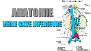 ANATOMIE  Gros vaisseaux de labdomen  4 VEINE CAVE INFERIEURE [upl. by Valerian]