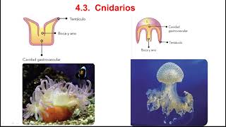 Cnidarios y platelmintos 1º ESO [upl. by Riggs]