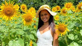 Tour en campo de Girasoles  Costa Rica [upl. by Ymmat841]