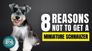 8 Reasons Why You SHOULD NOT Get a Miniature Schnauzer [upl. by Haliehs]