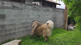 The Incredible Strength of the Caucasian Shepherd Dog [upl. by Chelsea]