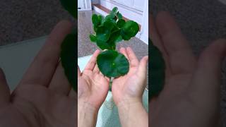 這是一片最大銅錢草葉子。Big Whorled Pennywort [upl. by Neu953]