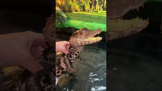 My caiman is moody today shortvideo caiman shortsfeed dwarfcaiman wow zoo [upl. by Eire]