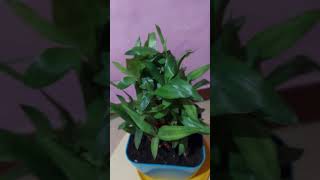 Dracaena sanderianalucky bambooஅதிர்ஸ்ட மூங்கில் செடி [upl. by Eiramik]