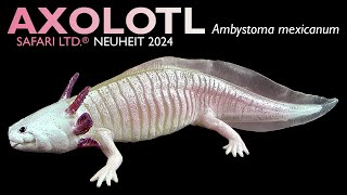 Safari Ltd ® Axolotl Ambystoma mexicanum 2024 Review amp Wissen to go [upl. by Apple]