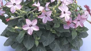 Nicotiana alata  Flowering Tobacco [upl. by Clite]