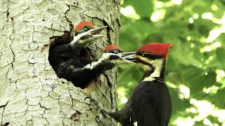 The Pileated Woodpecker A Trickster [upl. by Ramel]