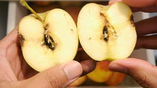 How To Use Apples Infested With Codling Moth Worms And Apple Maggots [upl. by Oliviero666]