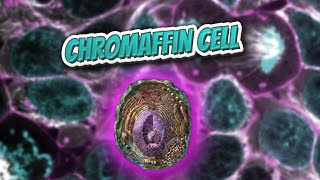 Chromaffin cell Everything Human Cells 💬👁️🕺🔎✅ [upl. by Monie]