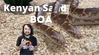 Kenyan Sand Boa highlights and Captive Care [upl. by Scurlock465]