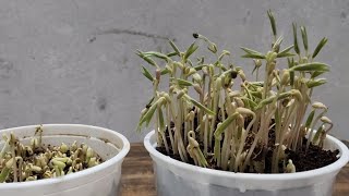 Green Gram Seedlings Timelapse  Plant Time Lapse Video  Best Time Lapse Videos [upl. by Jaime534]