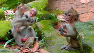 Unexpected Female monkey feeling bad give hot lessons to tiny monkey strictly for no reason [upl. by Bagley]