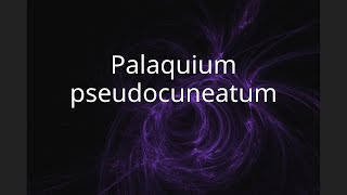 Palaquium pseudocuneatum [upl. by Ecilahs]