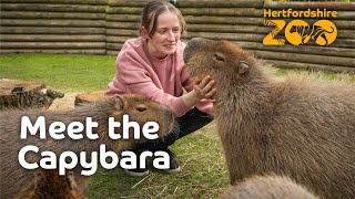 MEET OUR CAPYBARAS 🎉 [upl. by Anaic]