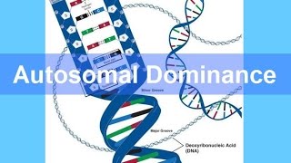 Autosomal Dominance Inheritance updated [upl. by Nnoved]