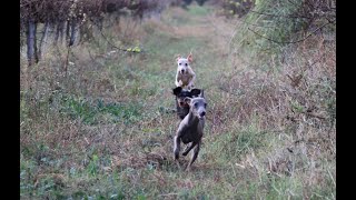 Daschund kaninchen and Italien Greyhound  walk  Teckel et Lévriers Italiens  balade [upl. by Ahsit987]