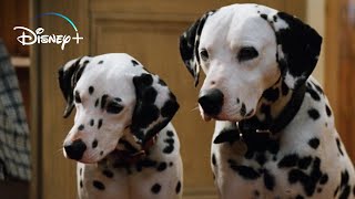 The Puppies get their Collars – 101 Dalmatians HD Movie Clip [upl. by Orual]