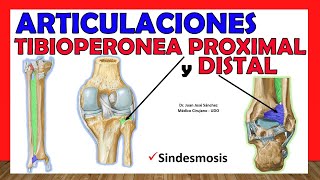 🥇 ARTICULACIONES TIBIOPERONEA PROXIMAL Y DISTAL Sindesmosis Tibioperoneal ¡Fácil y Sencillo [upl. by Larine109]